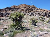 Mojave reserve (20).JPG